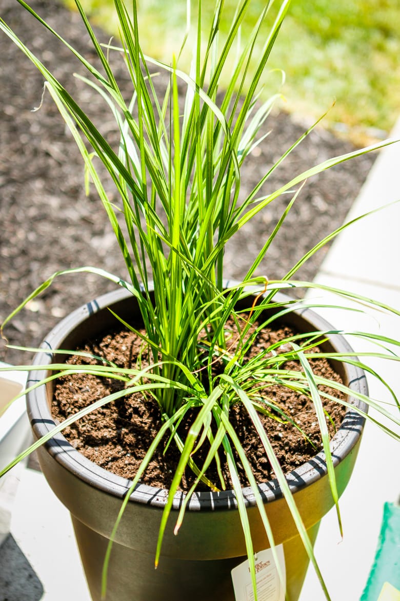 flower planter ideas using the thrill fill spill method tall spiky green foliage planted in a brown pot