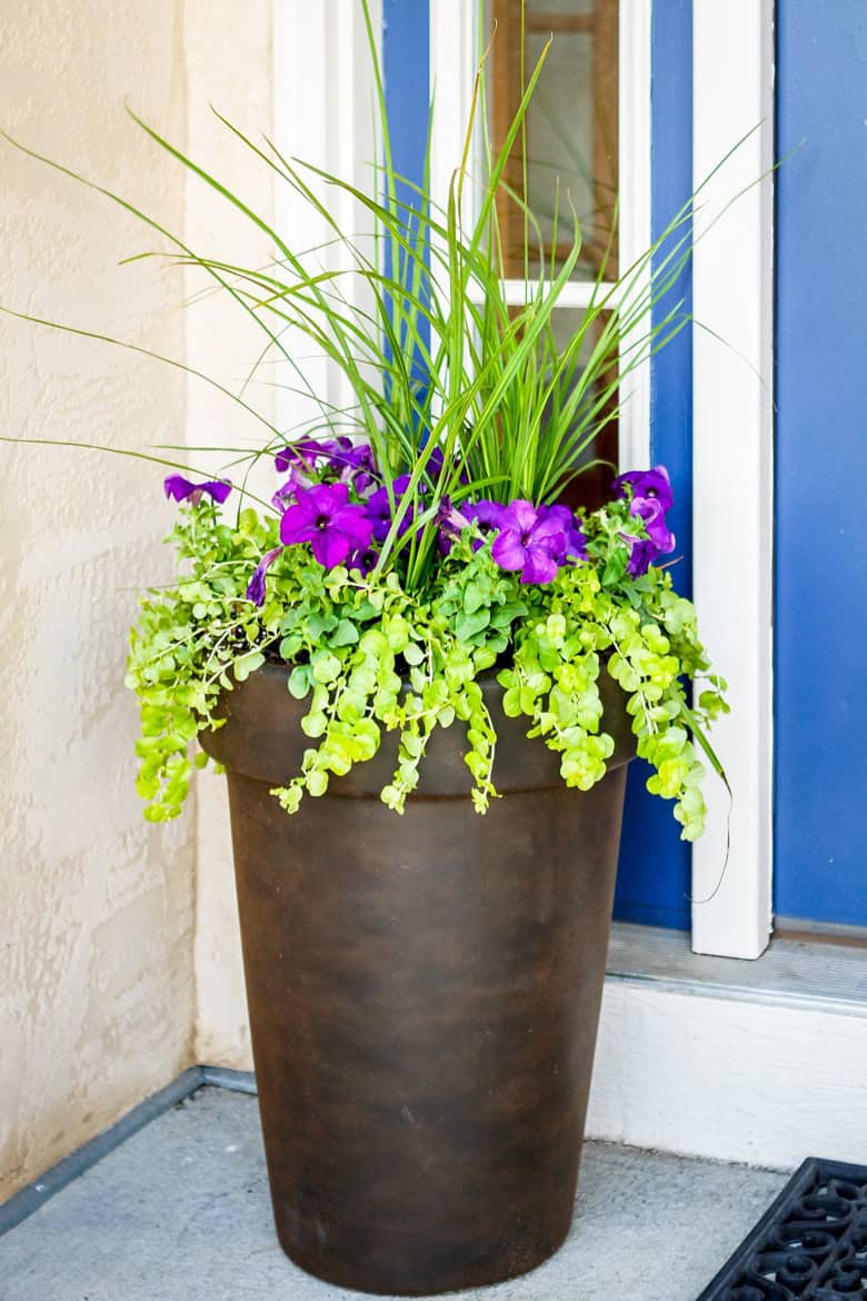 how to plant flowers in a pot using 3 simple steps purple flowers with green foliage in a brown planter