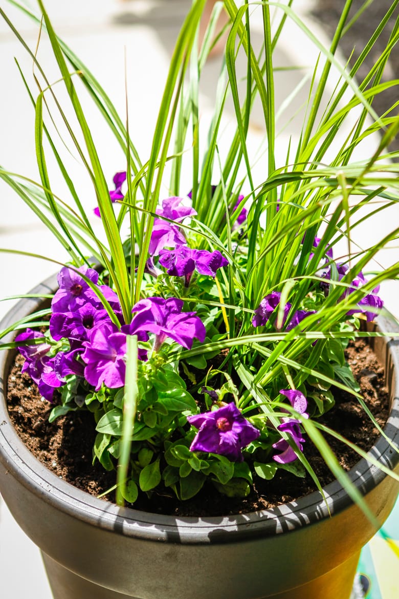 planting flowers for beginners using a simple 3 step method purple flowers planted with green spiky foliage