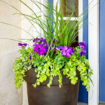 3 step potting flowers tutorial finished planter using purple flowers with green foliage in a brown planter pot
