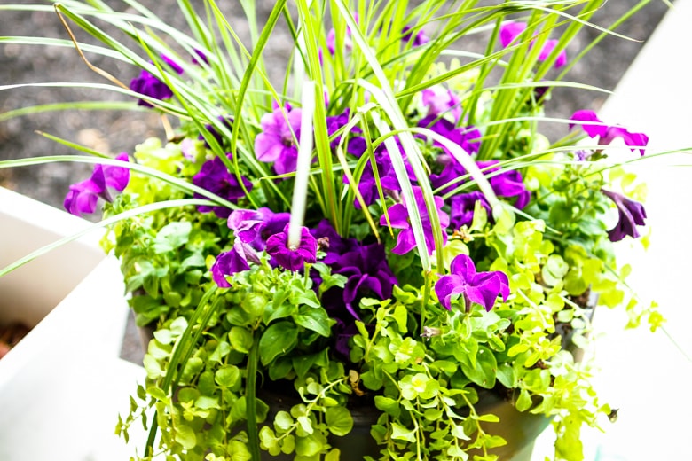 how to use the thrill fill spill method for planting flowers purple flowers planted with green foliage