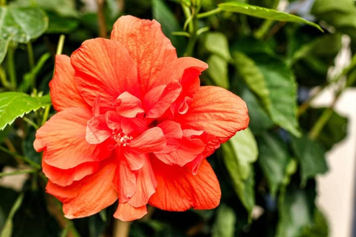 a large vibrant hibiscus flower on a braided hibiscus tree