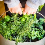 indoor herb garden idea using a utensil caddy