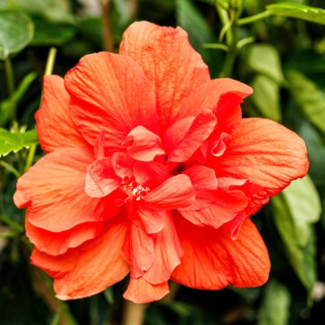 a large vibrant hibiscus flower on a braided hibiscus tree